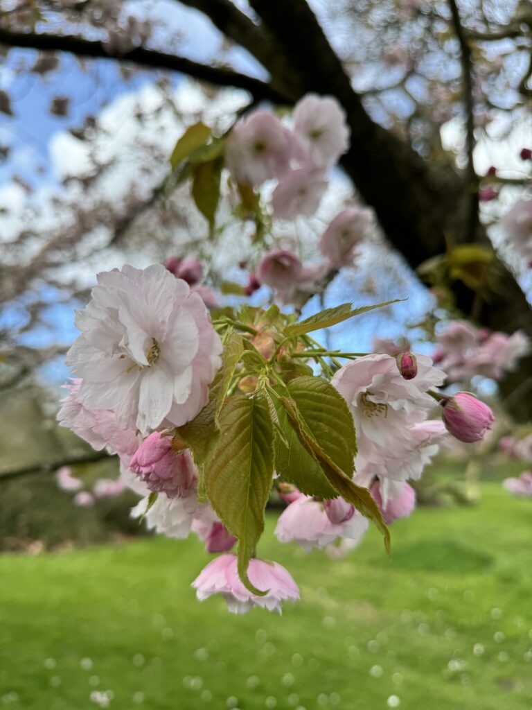 KewGardensの桜