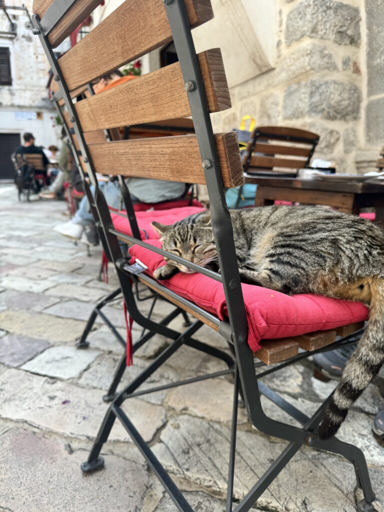 モンテネグロコトルのカフェでくつろぐ猫